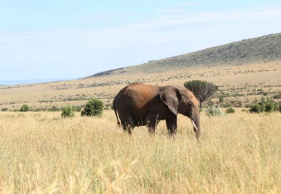 5-Day Masai Mara Nakuru Naivasha Safari