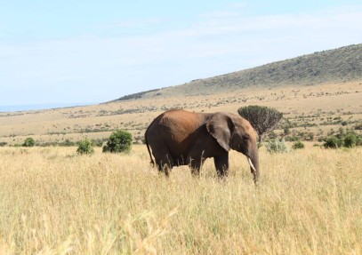 5-Day Masai Mara Nakuru Naivasha Safari