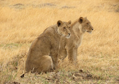 4-Day Central Kalahari Game Reserve and Nxai Pan Safari