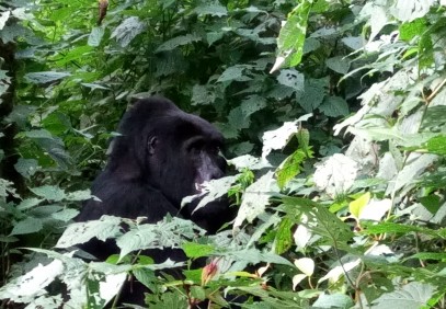 3-Day Uganda Gorilla Trekking