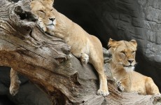 4-Day Tanzania Wildlife Safari