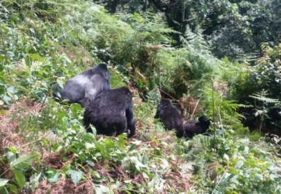 8-Day Gorilla, Chimpanzee & Lion Safari