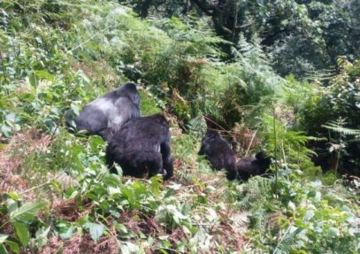 8-Day Gorilla, Chimpanzee & Lion Safari