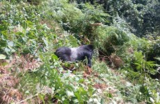 3-Day Gorilla Tracking & Lake Bunyonyi