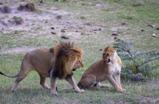 Perfect Maasai Mara Safari Adventure