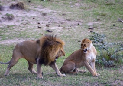 Perfect Maasai Mara Safari Adventure