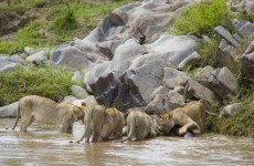 Amazing Budget Safari in Kenya
