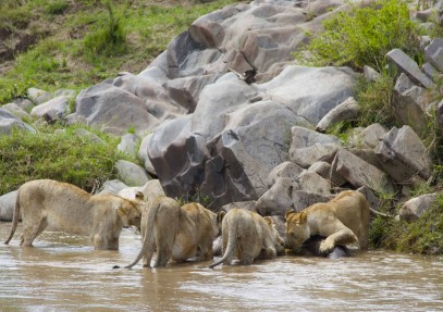 Amazing Budget Safari in Kenya
