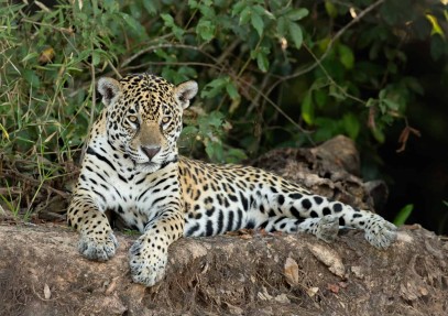 Tanzania Highlights Safari 7-Days