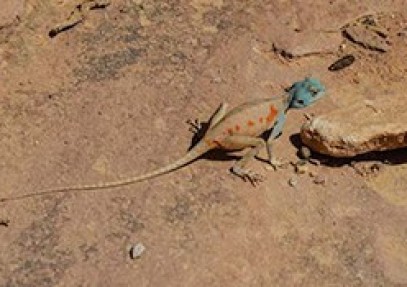 Jordan Nature & History