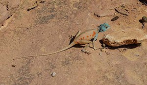 Jordan Nature & History