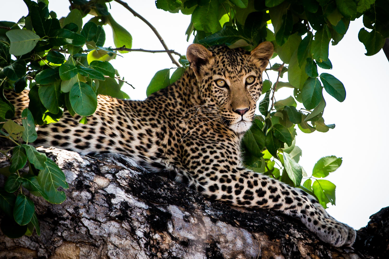 Leopard
