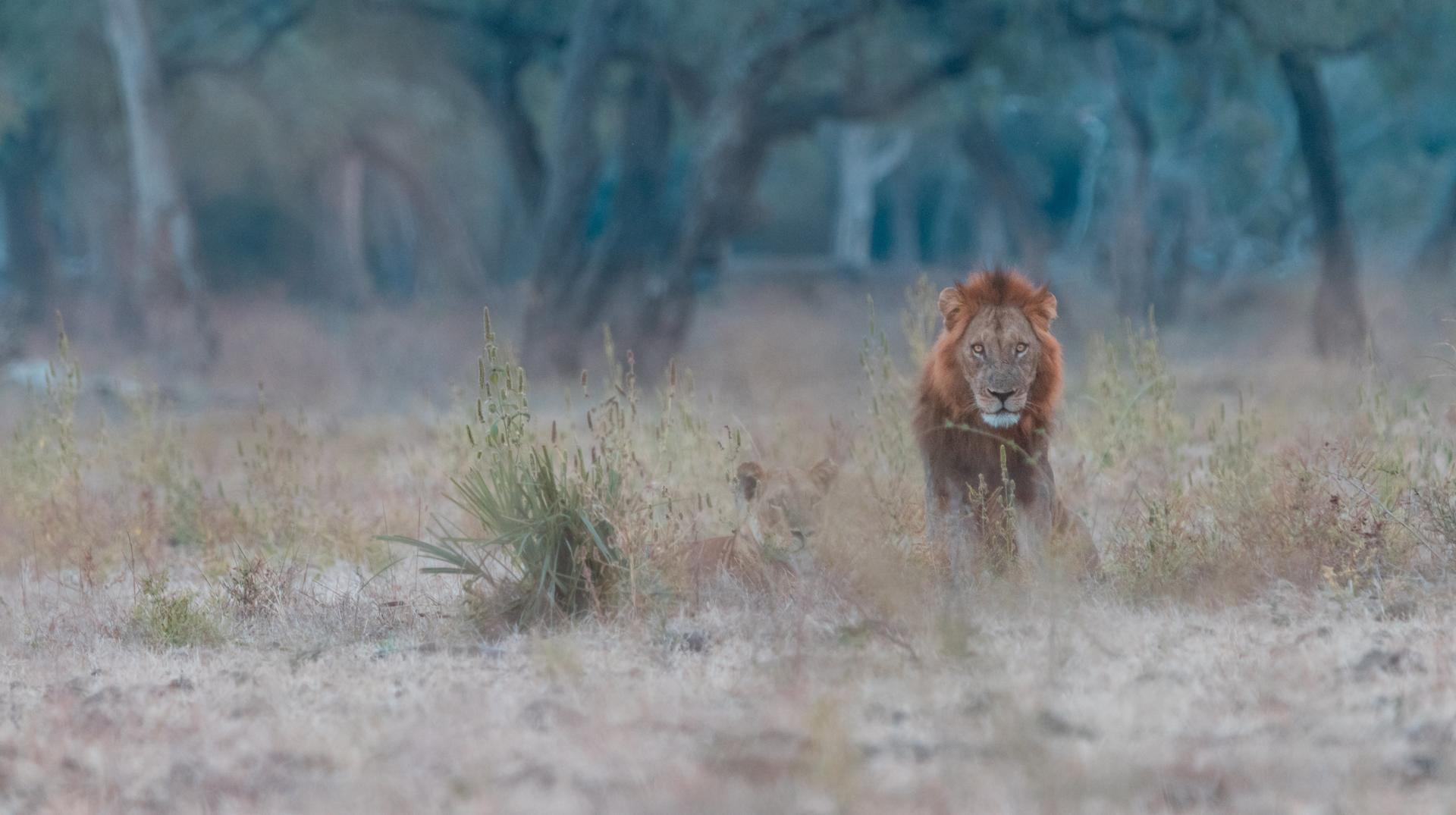 Lion And Lionness