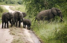 4-Day Adventure to Murchison Falls National Park