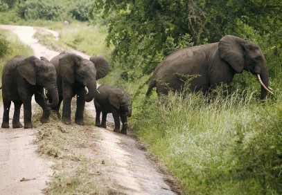 4-Day Adventure to Murchison Falls National Park