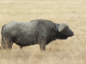 Ngaiza Adventures (3)
