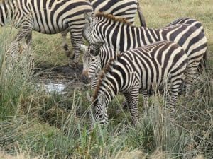 Ngaiza Adventures (4)