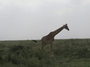 Ngaiza Adventures (6)