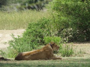 Ngaiza Adventures (8)