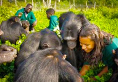 Befriend a Chimpanzee in a Day