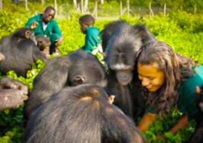Befriend a Chimpanzee in a Day