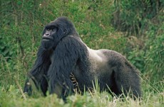 7-Day Best of Rwanda Safari