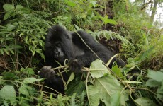 Gorilla Trekking in Rwanda