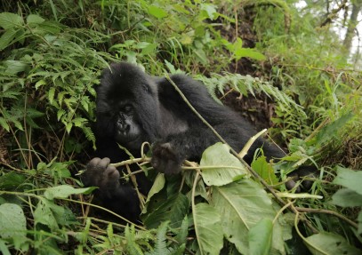 Gorilla Trekking in Rwanda