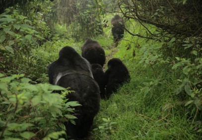 Remarkable Rwanda Getaway