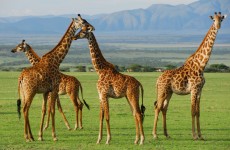 3-Day Tanzania Wilderness Safari