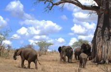 3 Days Amazing Camping Safari