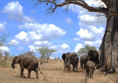 3 Days Amazing Camping Safari