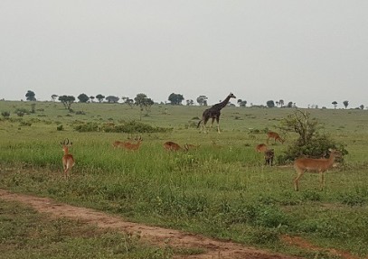 10-Day Wildlife & Walk Safari in Uganda