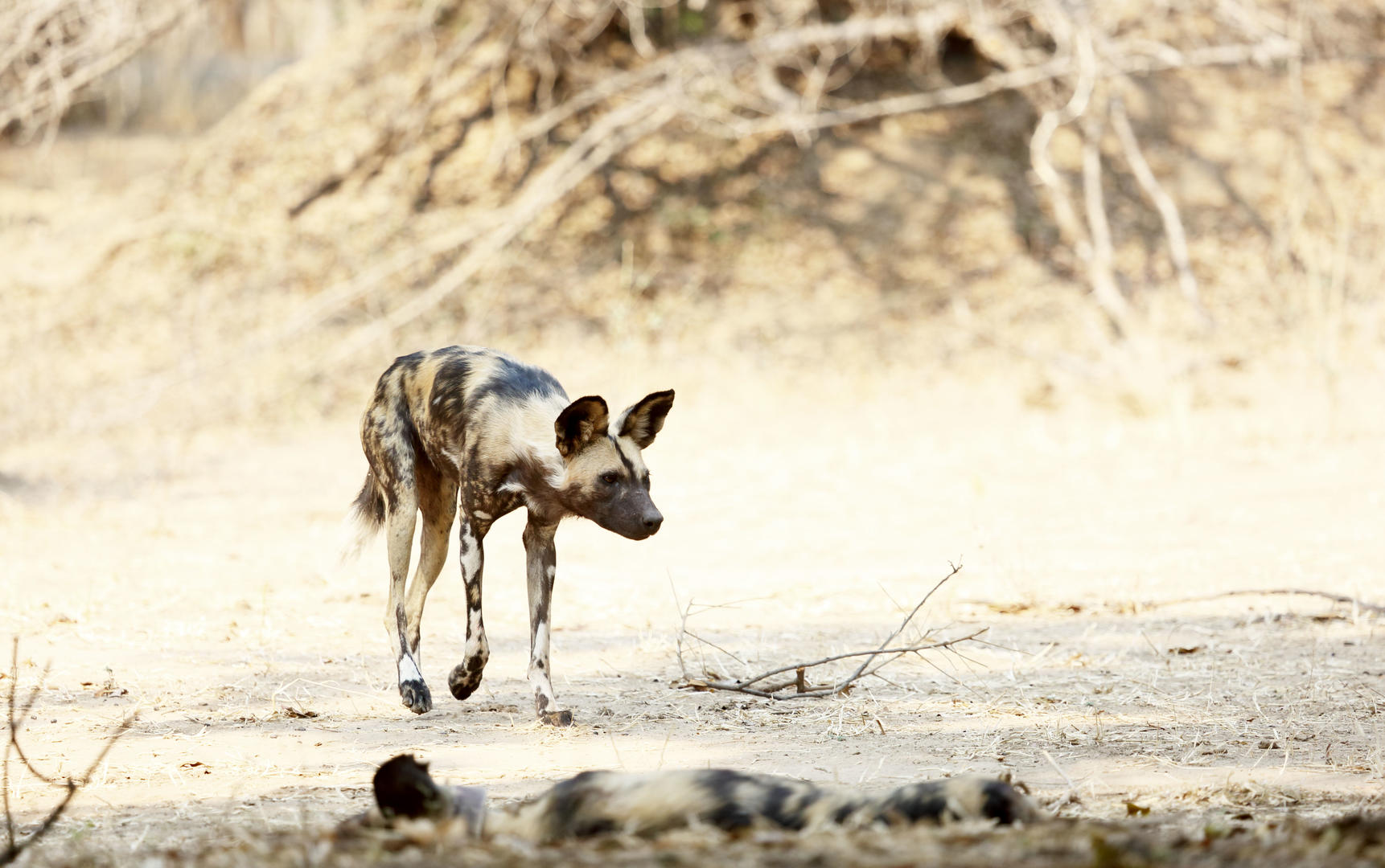 Wild Dogs