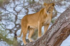 5-Day Serengeti Big Five Safari