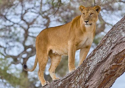 5-Day Serengeti Big Five Safari