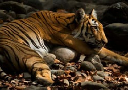 The Land of Trumpets & Roars – Corbett