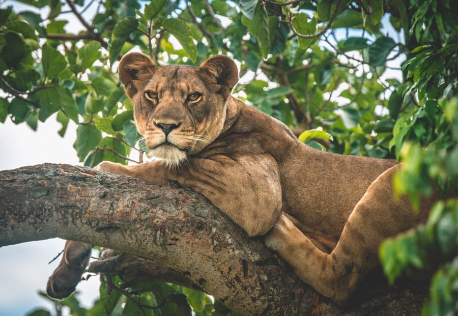 Africa Uganda Unforgettable Wildlife Gallery Tree Climbing Lion Ishasha Great Lakes Aga Safaris
