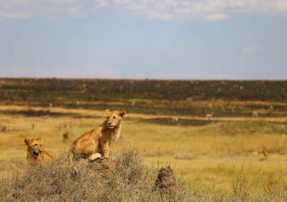 6-Day Best Tanzania Safari