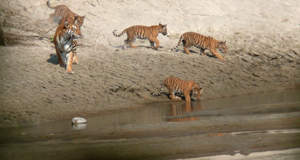 bardai tiger sighting