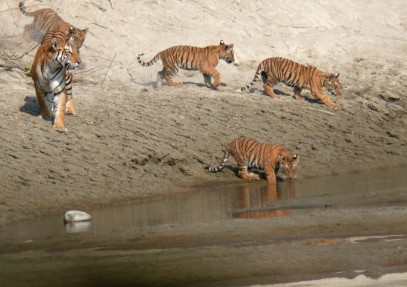 Tiger Safari in Royal Bardia National Park