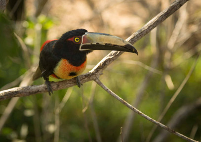 Northern Colombia Birding Trail