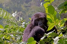 8 Days-Utimate Uganda Primates Safari