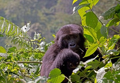 8 Days-Utimate Uganda Primates Safari