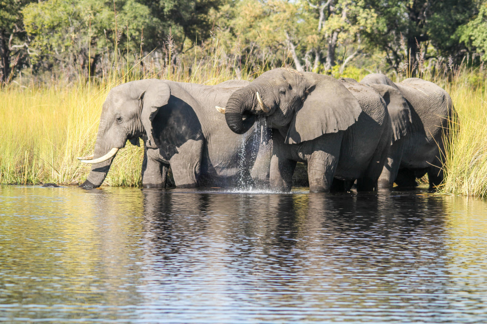 Camp Moremi Elephant