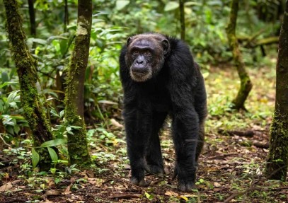 6 Days-Uganda Gorilla & Chimpanzee Safari