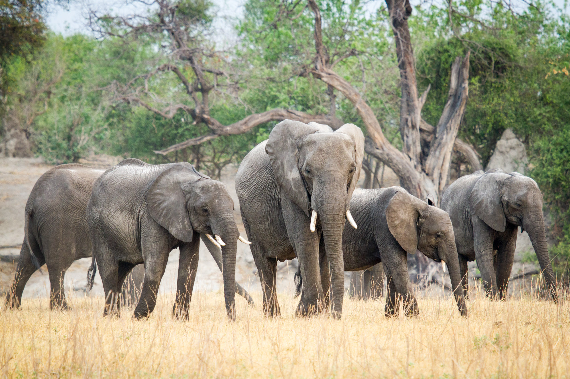 Chobe Game Lodge 6325