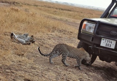 6-Day Tanzania Budget Tented Camp Safari