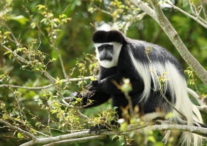 Rwanda Wildlife and Gorilla Safari