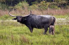 Bird Watching in Koshi Tappu & Chitwan National Park